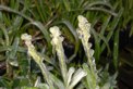 Ice on Dendrobium spike